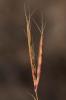 Andropogon à deux épis, Barbon double Andropogon distachyos L., 1753