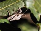 Punaise nébuleuse, Punaise grise Rhaphigaster nebulosa (Poda, 1761)