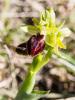 Ophrys araignée, Oiseau-coquet Ophrys aranifera Huds., 1778