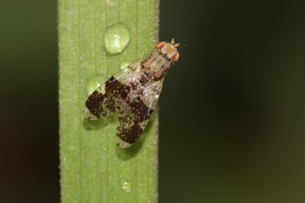 Tephritis formosa (Loew, 1844)