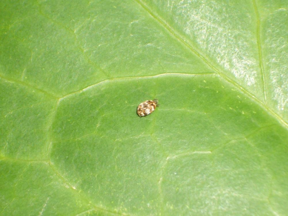 Anthrène des tapis, Anthrène bigarré des tapis, An Anthrenus verbasci (Linnaeus, 1767)