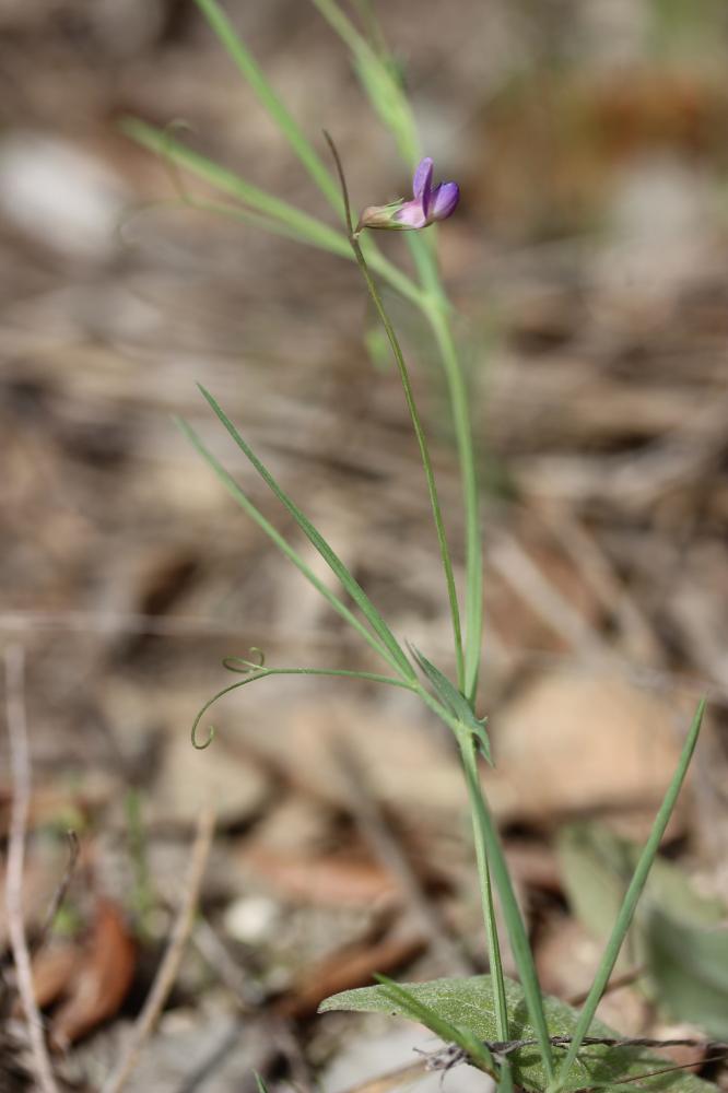 Gesse anguleuse Lathyrus angulatus L., 1753