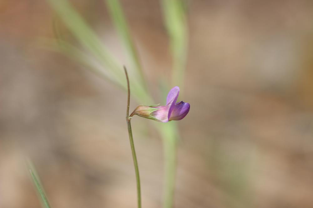 Gesse anguleuse Lathyrus angulatus L., 1753