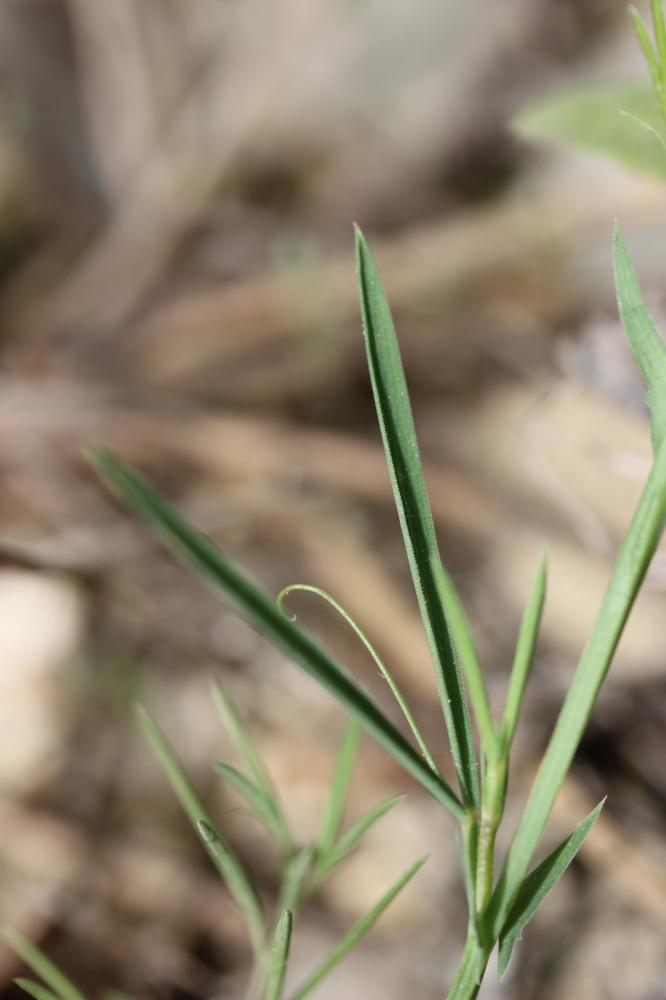 Gesse anguleuse Lathyrus angulatus L., 1753