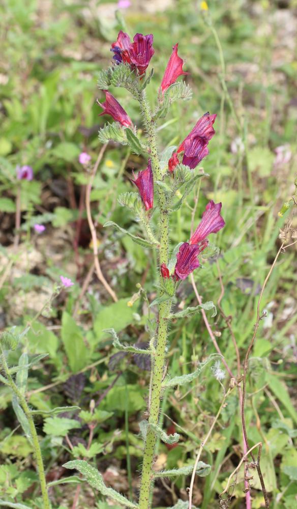 Vipérine de Crète Echium creticum L., 1753