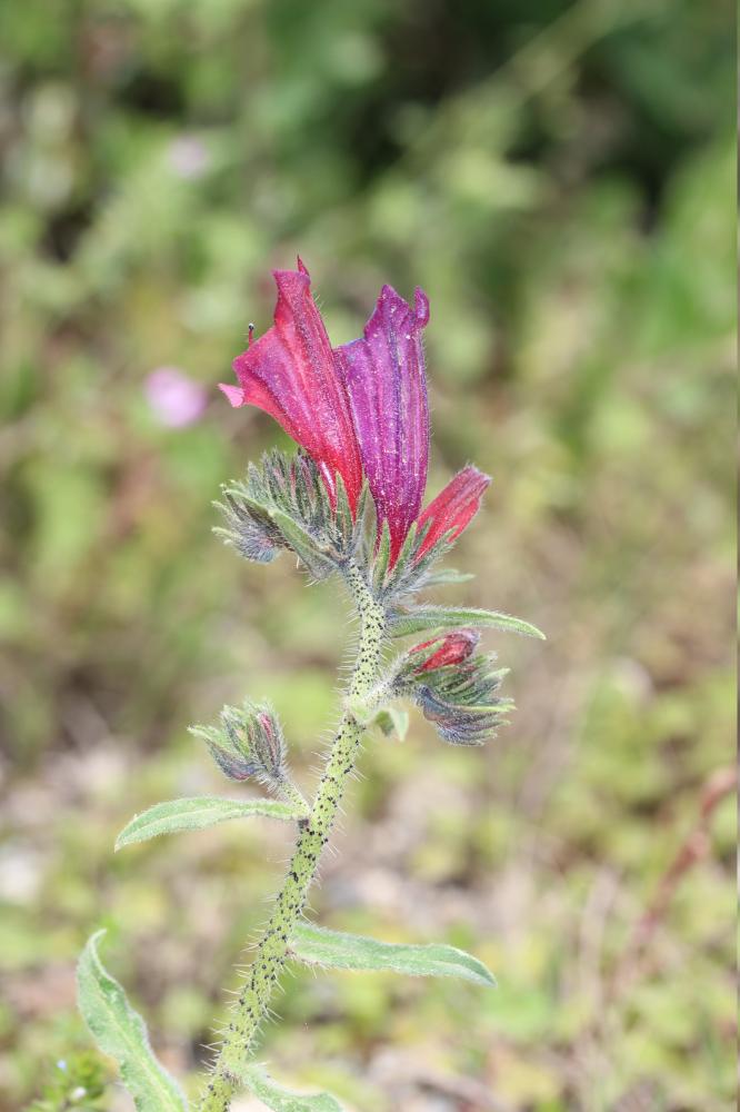 Vipérine de Crète Echium creticum L., 1753