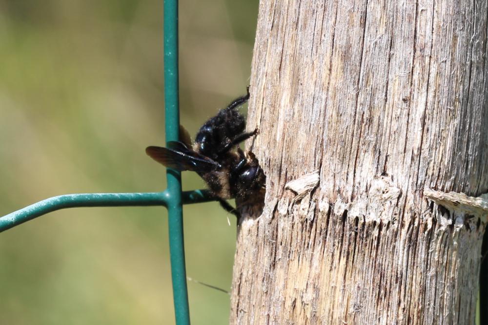Xylocope irisé Xylocopa iris (Christ, 1791)