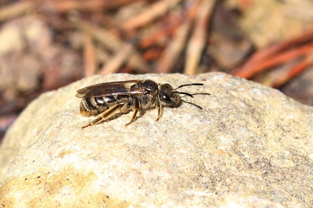 Halictidae Thomson, 1869