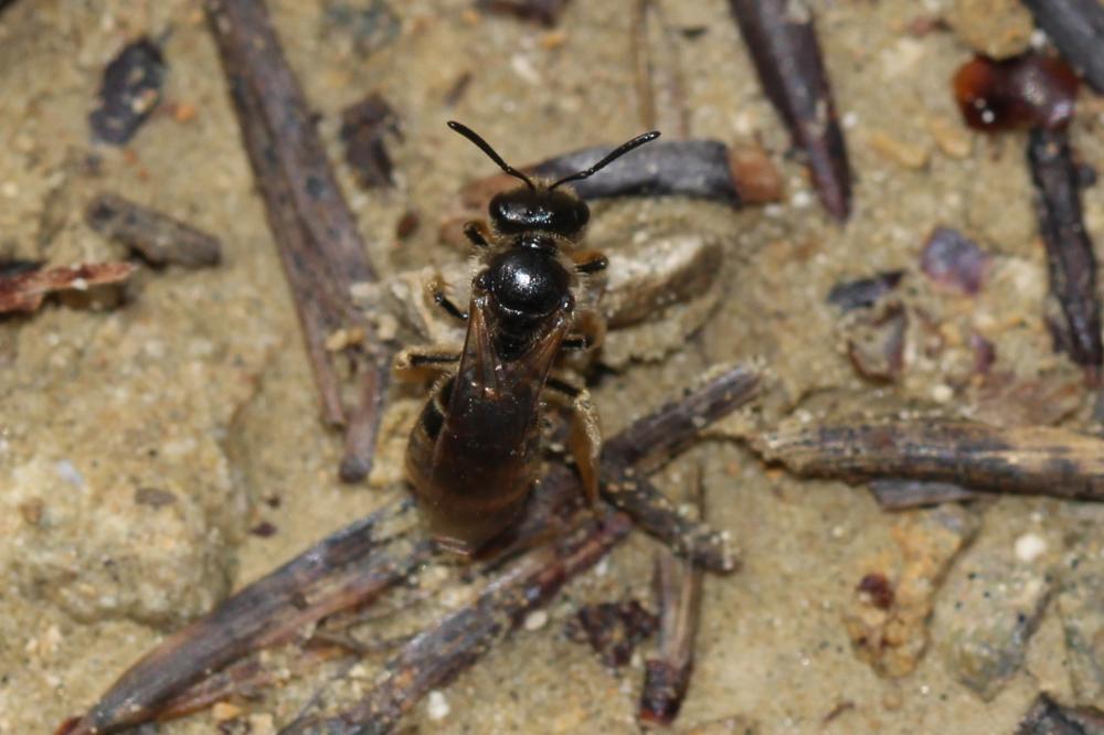  Halictidae Thomson, 1869