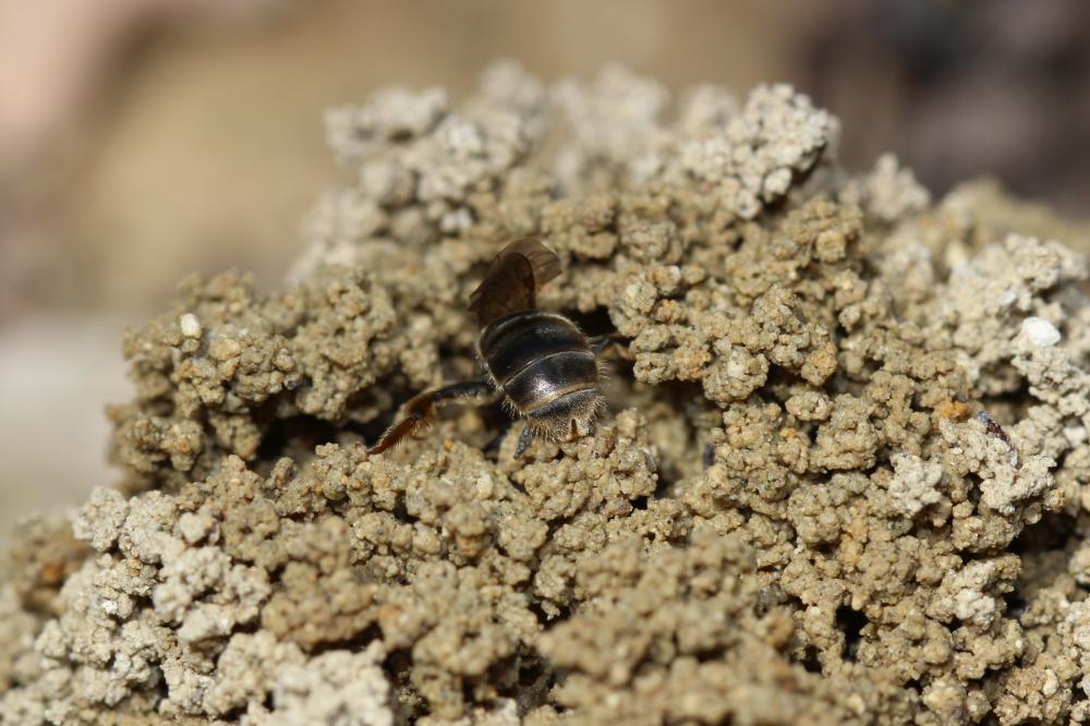 Halictidae Thomson, 1869