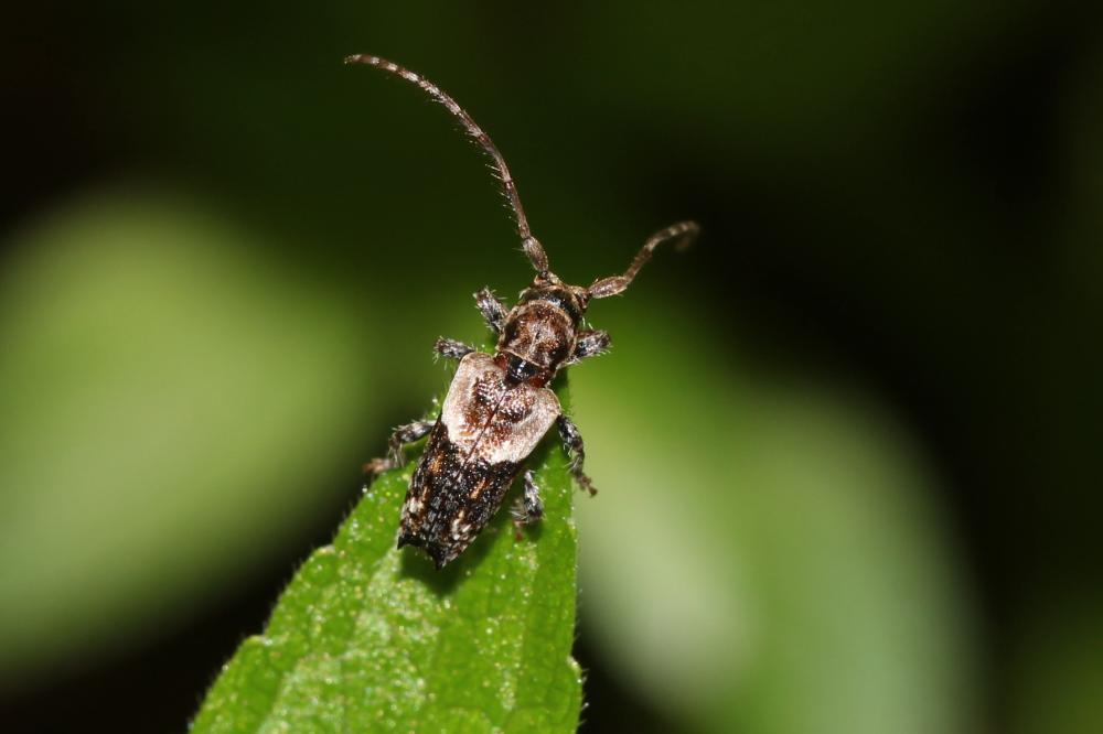 Capricorne à étuis dentelés Pogonocherus hispidus (Linnaeus, 1758)