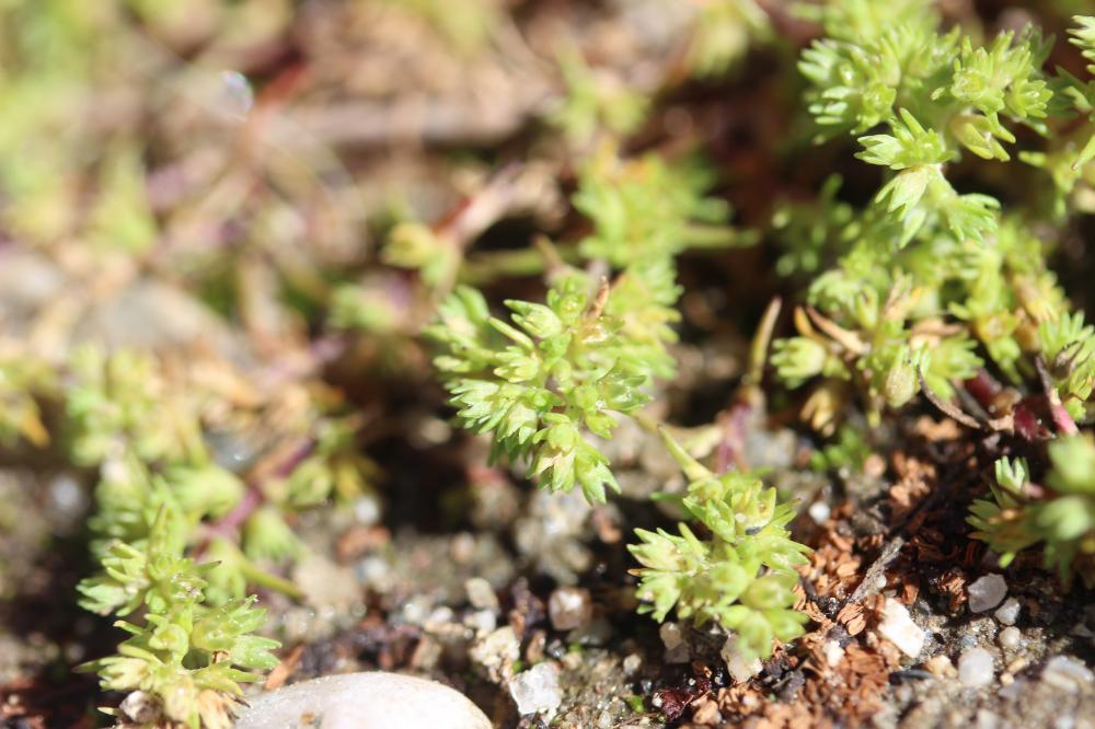 Gnavelle annuelle Scleranthus annuus L., 1753