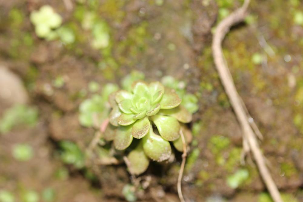 Orpin pourpier, Orpin paniculé Sedum cepaea L., 1753