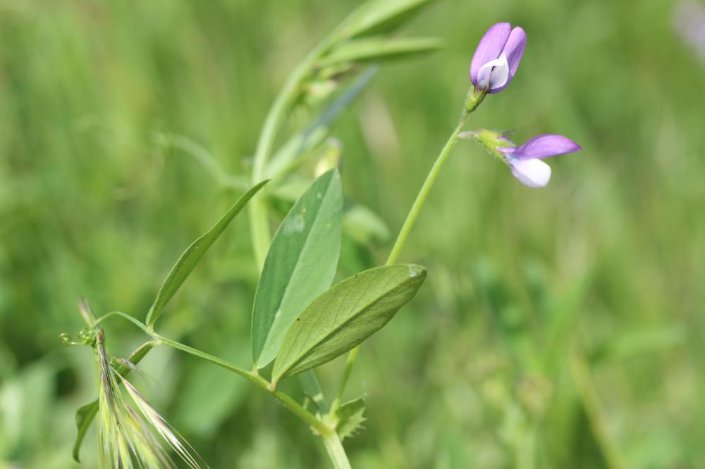 Vesce de Bithynie Vicia bithynica (L.) L., 1759