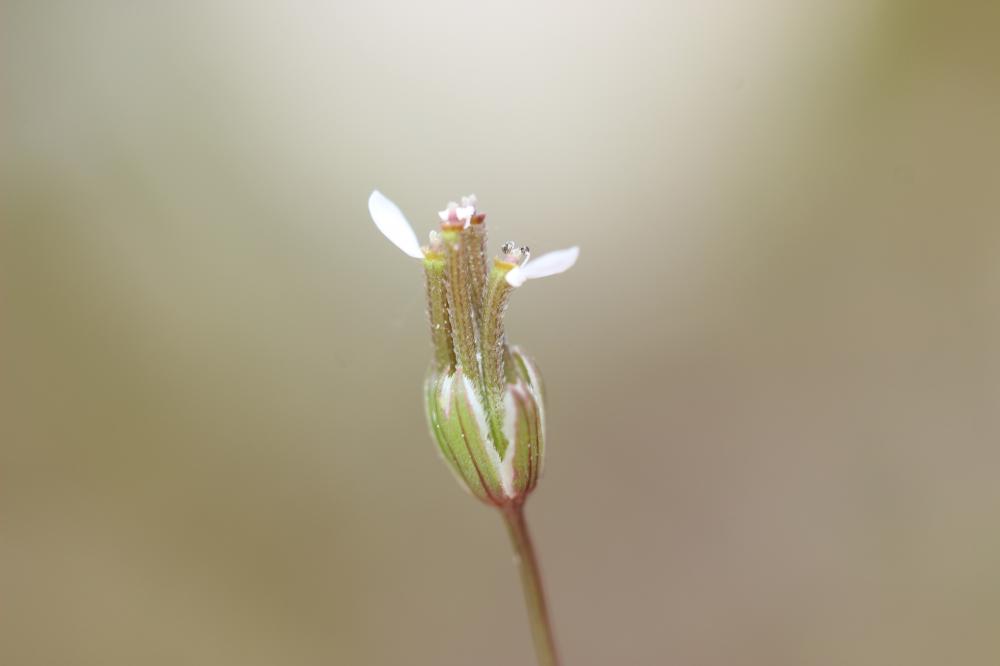 Scandix du sud, Scandix du Midi Scandix australis L., 1753