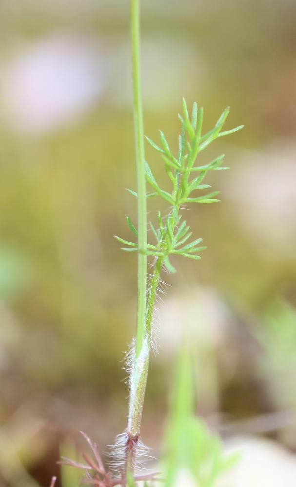 Scandix du sud, Scandix du Midi Scandix australis L., 1753
