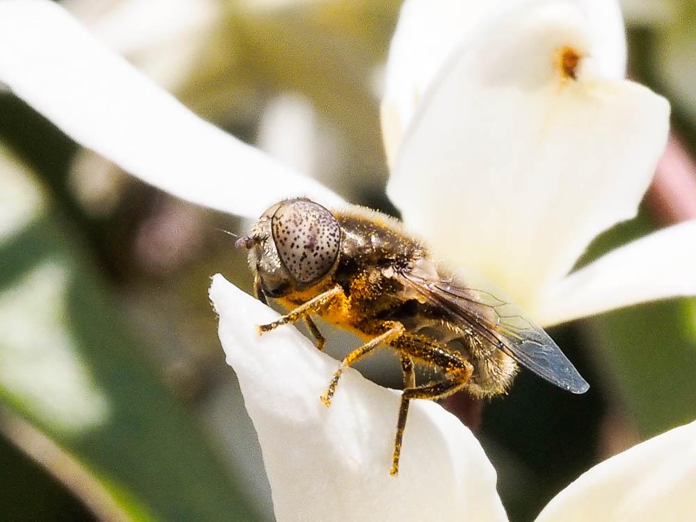  Eristalinus aeneus (Scopoli, 1763)