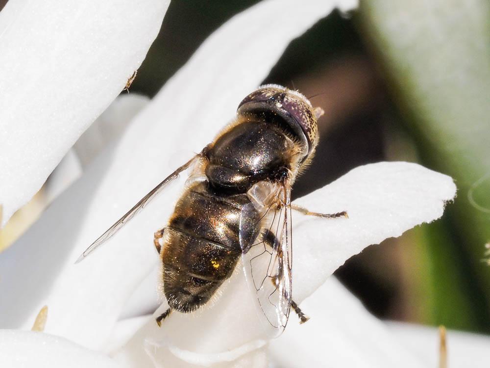 Eristalinus aeneus (Scopoli, 1763)