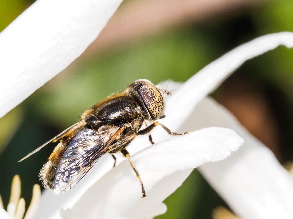  Eristalinus aeneus (Scopoli, 1763)