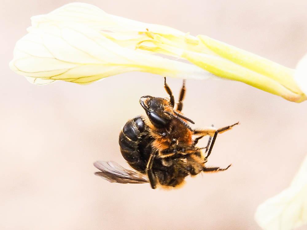  Andrena lagopus Latreille, 1809