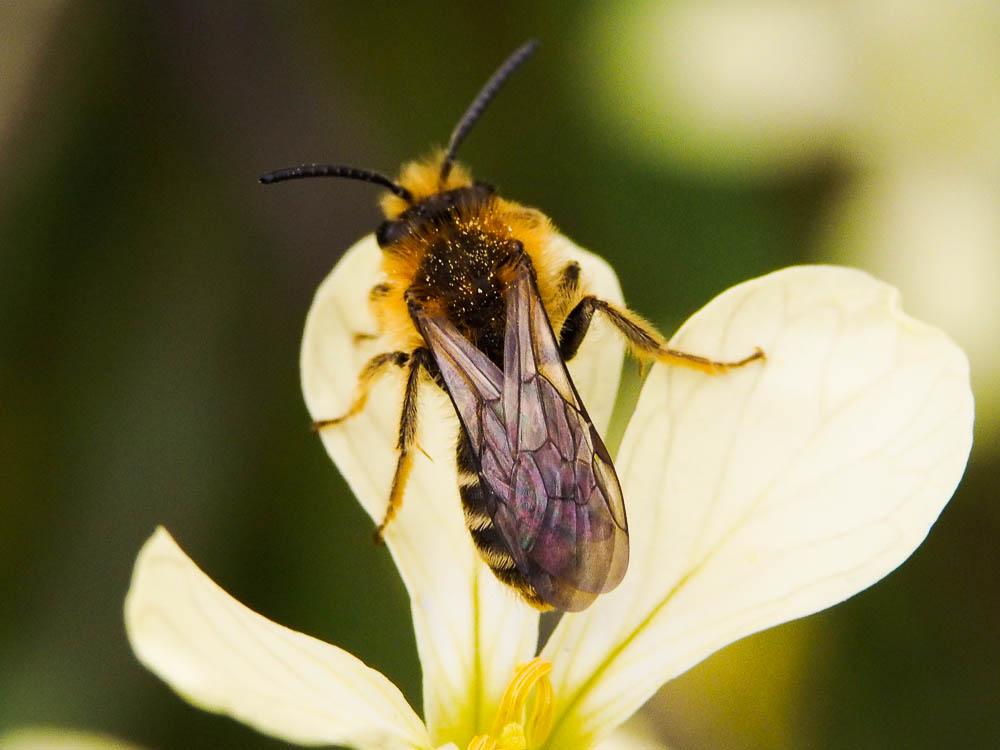  Andrena lagopus Latreille, 1809