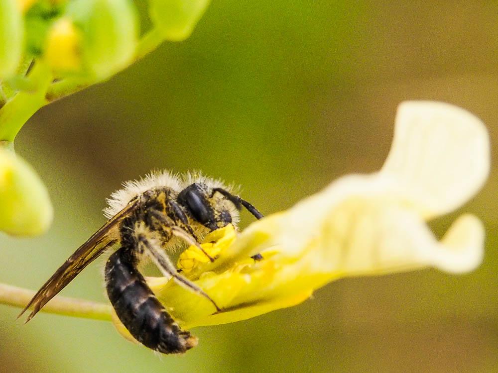 Andrena lagopus Latreille, 1809