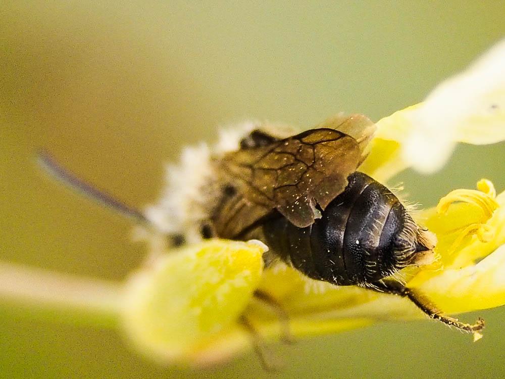  Andrena lagopus Latreille, 1809