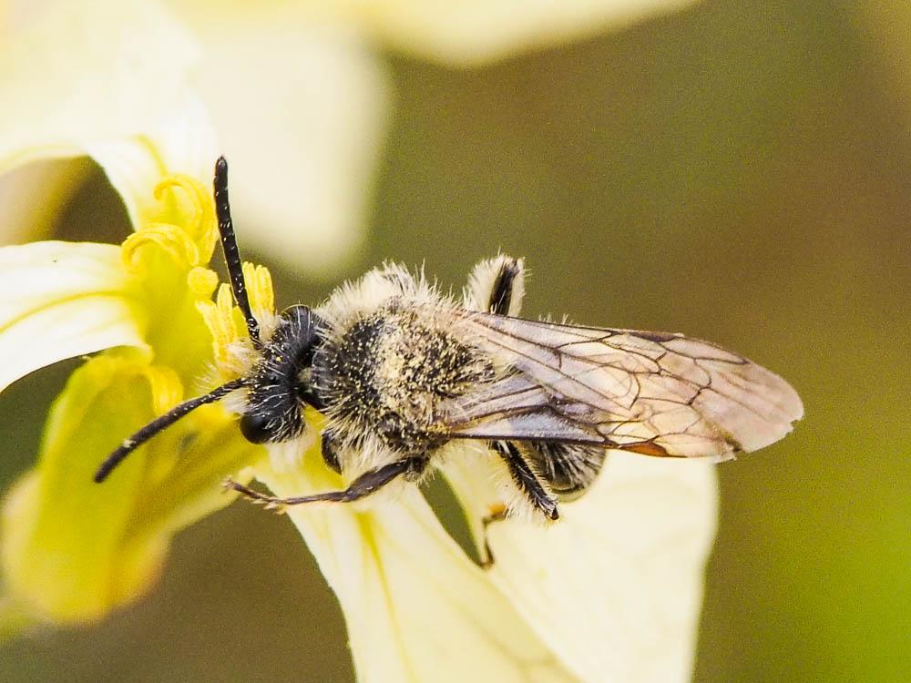 Andrena lagopus Latreille, 1809