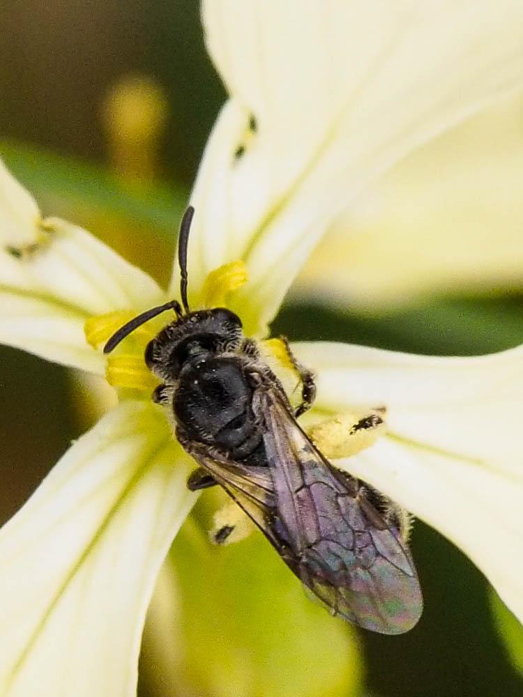  Lasioglossum Curtis, 1833