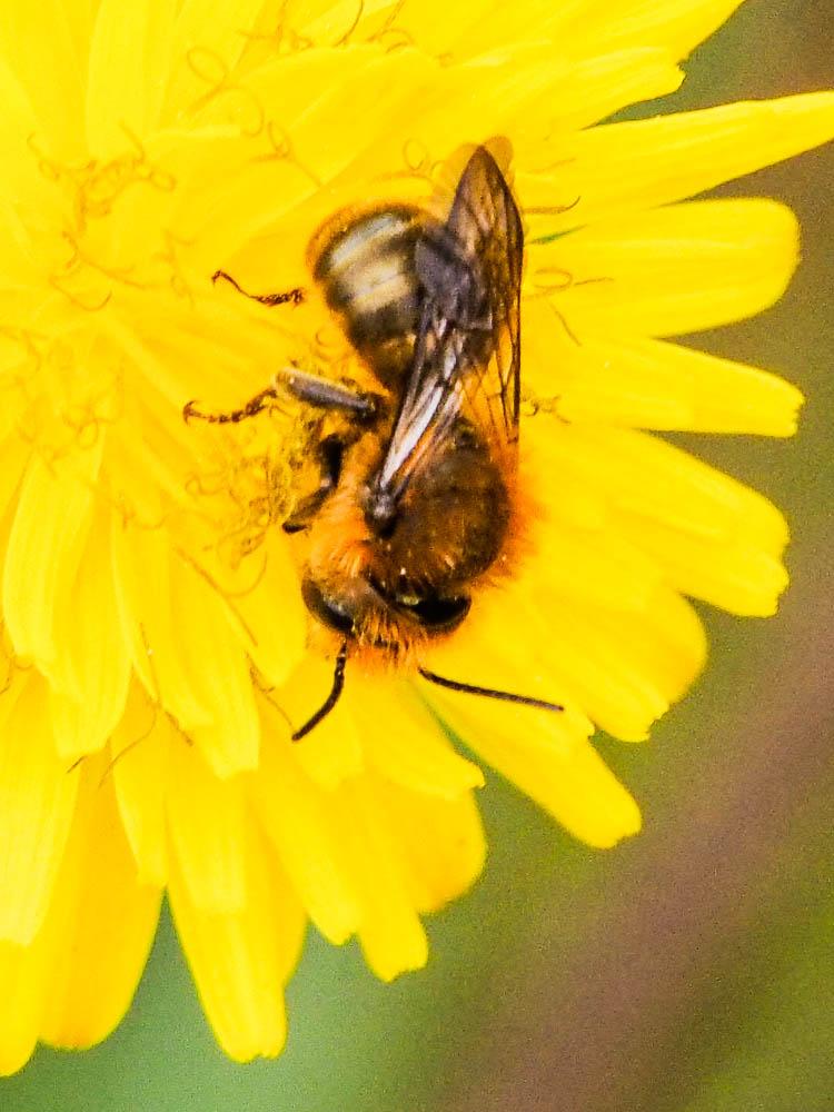  Osmia Panzer, 1806