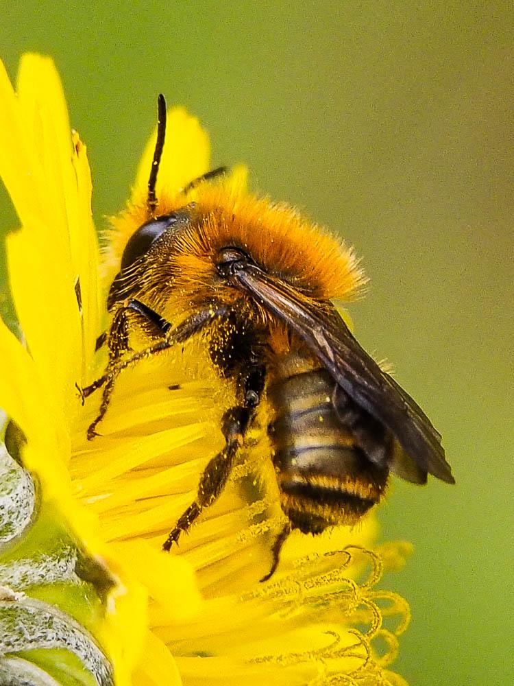 Osmia Panzer, 1806