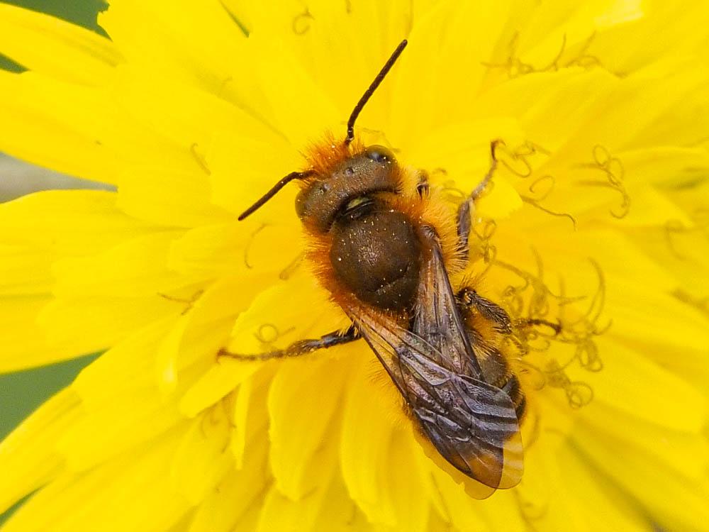  Osmia Panzer, 1806