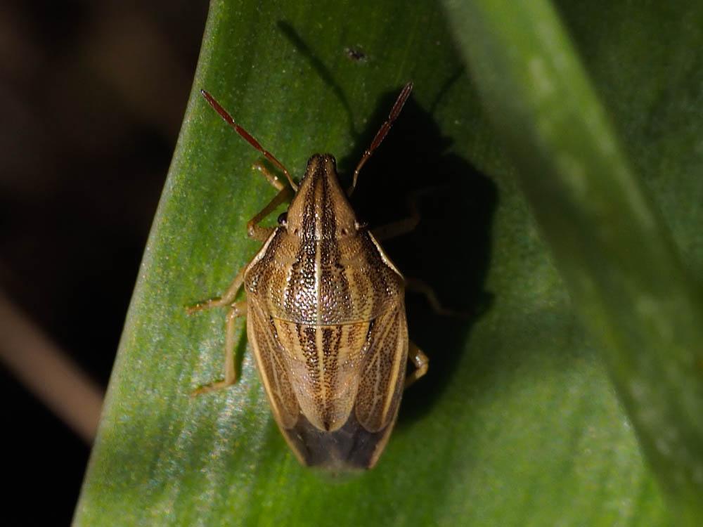 Punaise à tête allongée Aelia acuminata (Linnaeus, 1758)