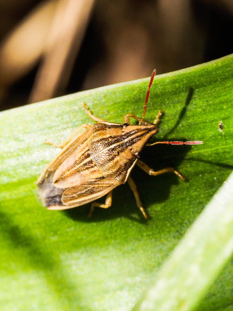 Punaise à tête allongée Aelia acuminata (Linnaeus, 1758)