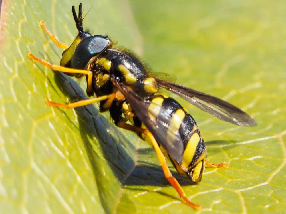  Chrysotoxum intermedium (Meigen, 1822)