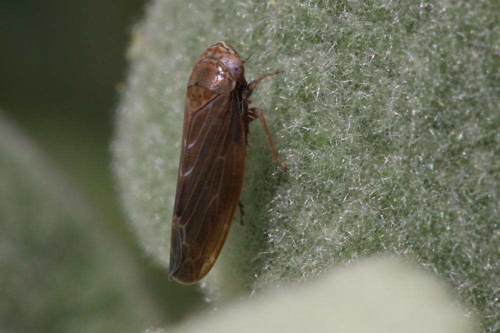 Speudotettix subfusculus (Fallén, 1806)