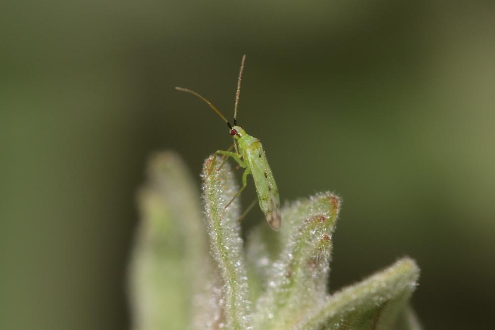  Macrolophus costalis Fieber, 1858