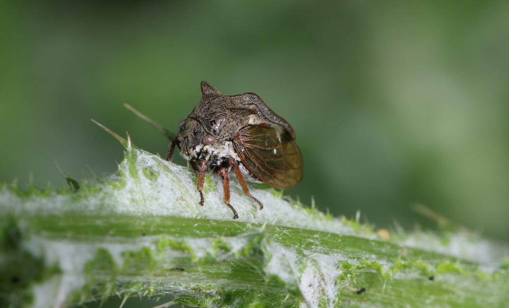 Demi-diable Centrotus cornutus (Linnaeus, 1758)
