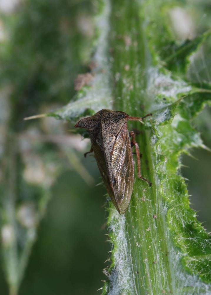 Demi-diable Centrotus cornutus (Linnaeus, 1758)
