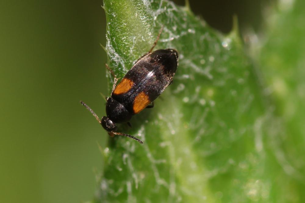 Anaspis fasciata (Forster, 1771)