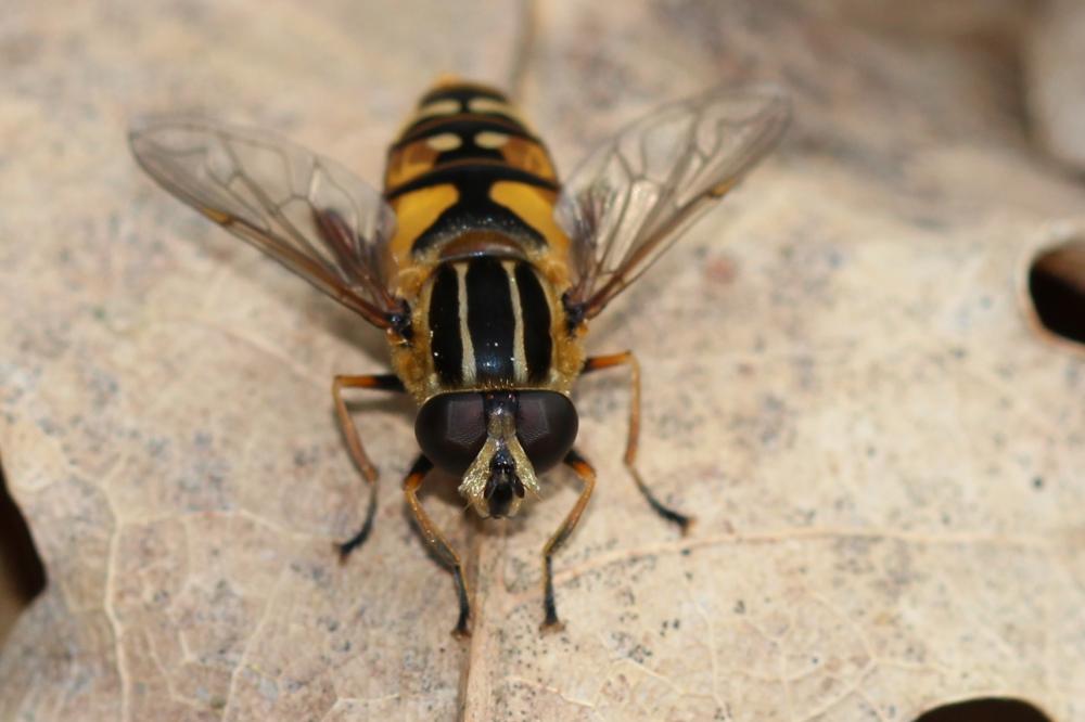 Helophilus pendulus (Linnaeus, 1758)