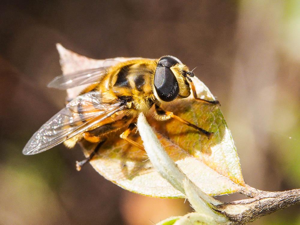 Myathropa florea (Linnaeus, 1758)