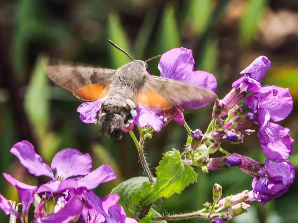 Moro-Sphinx (Le), Sphinx du Caille-Lait (Le) Macroglossum stellatarum (Linnaeus, 1758)