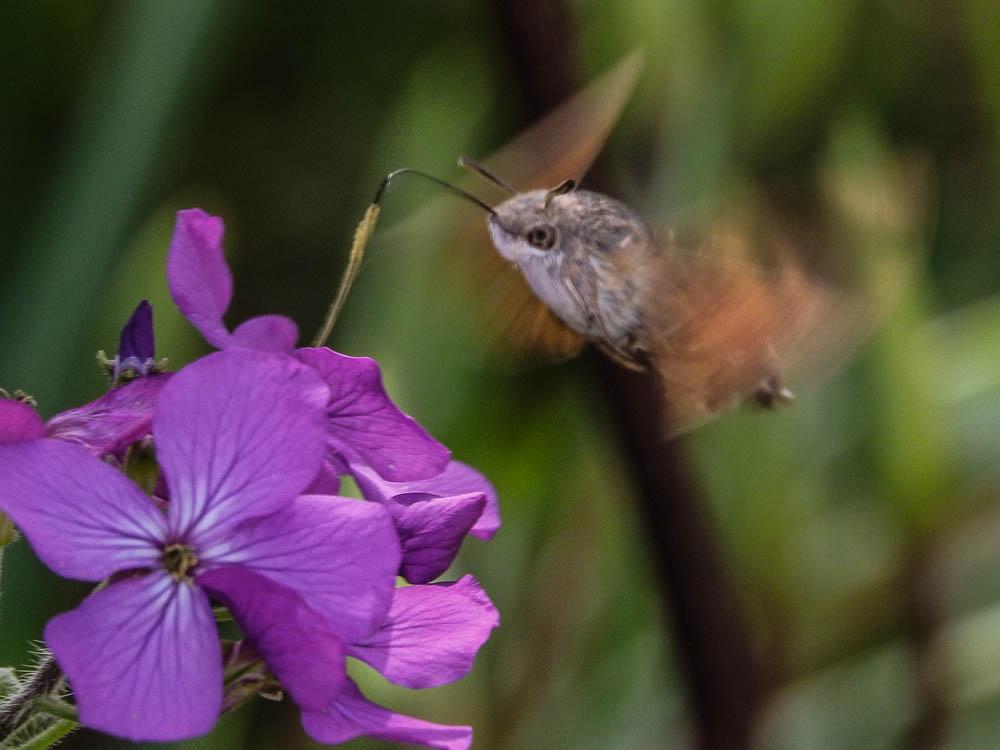 Moro-Sphinx (Le), Sphinx du Caille-Lait (Le) Macroglossum stellatarum (Linnaeus, 1758)