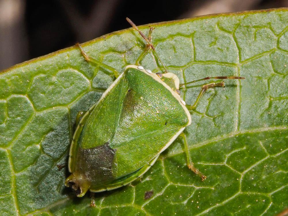 Punaise verte ponctuée Nezara viridula (Linnaeus, 1758)