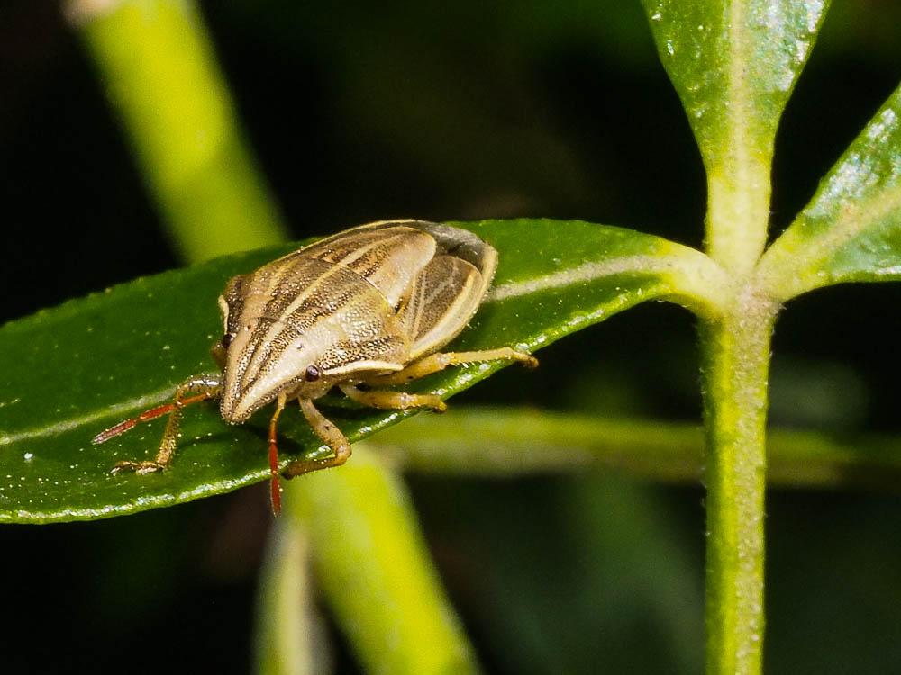 Punaise à tête allongée Aelia acuminata (Linnaeus, 1758)