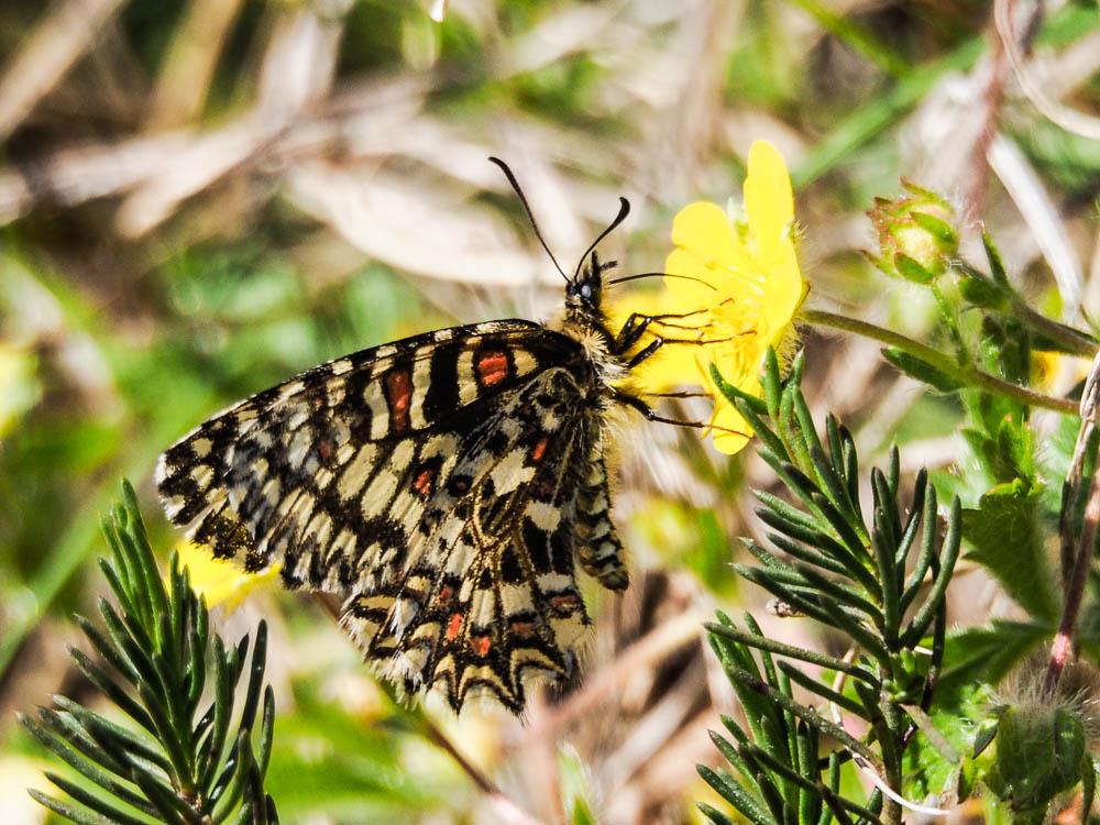 Proserpine (La), Thaïs écarlate (La), Proserpine d Zerynthia rumina (Linnaeus, 1758)