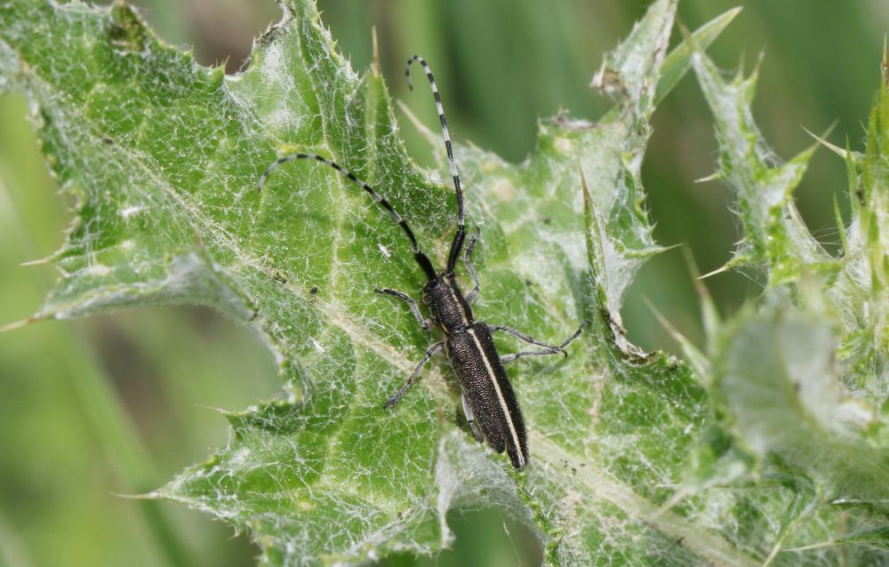 Agapanthie du chardon Agapanthia cardui (Linnaeus, 1767)