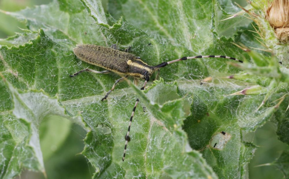 Agapanthia dahli (Richter, 1820)