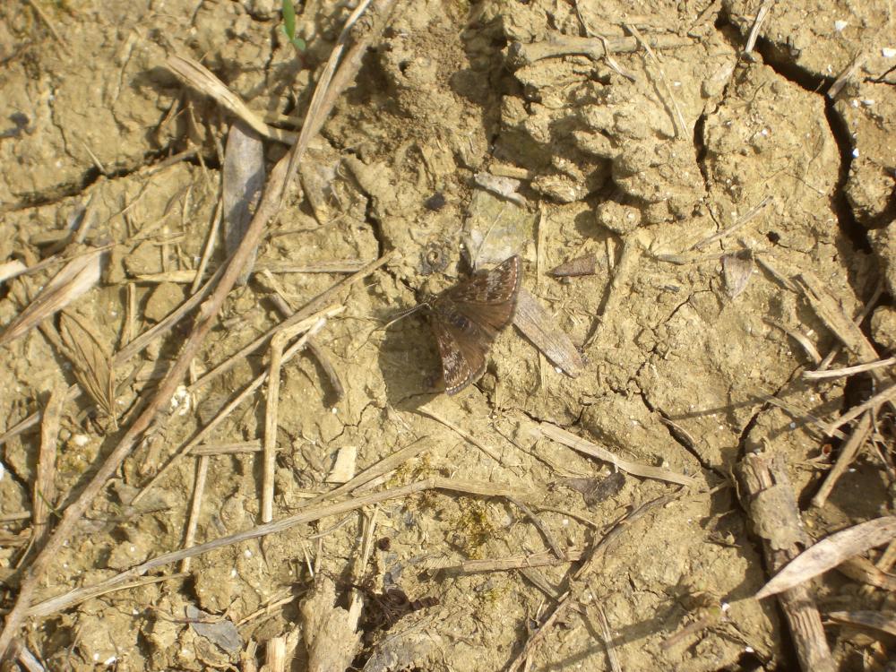 Point de Hongrie (Le), Grisette (La) Erynnis tages (Linnaeus, 1758)